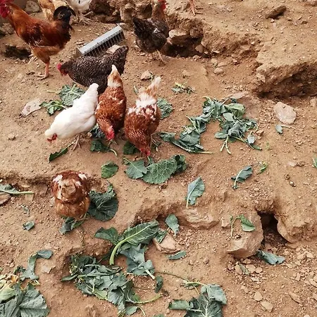 Casa de Campo Local Madre De Cima *