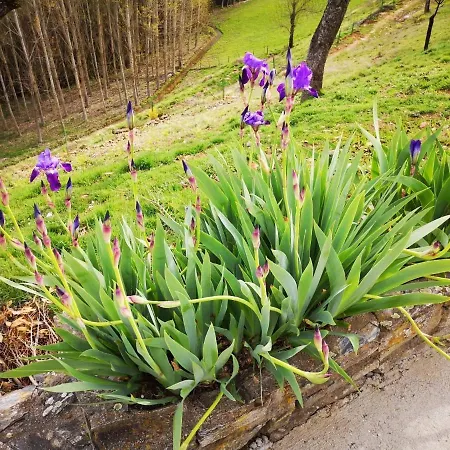 Lantställe Local Madre De Cima