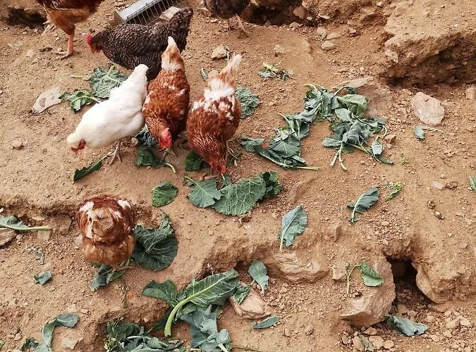 Hétvégi ház Local Madre De Cima *